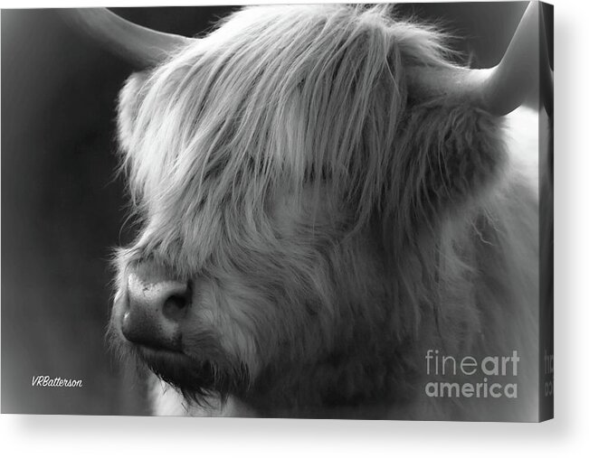 Highland Cattle Acrylic Print featuring the photograph Highland Cattle Two by Veronica Batterson