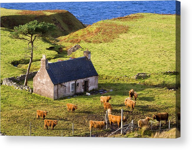 Scotland Acrylic Print featuring the photograph Highland Cottage with Highland Cattle by John McKinlay