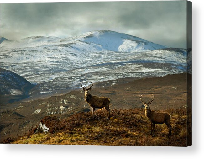  Red Deer Stags Acrylic Print featuring the photograph Highland Stags by Gavin Macrae