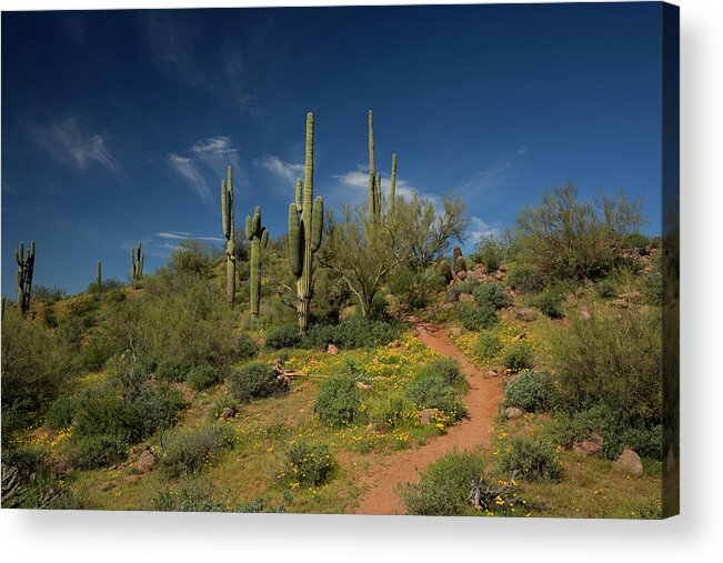 Spring Acrylic Print featuring the photograph Hiking in Springtime by Sue Cullumber