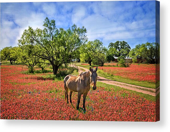 Hill Country Acrylic Print featuring the photograph Hill Country Horse in Red Paintbrush by Lynn Bauer