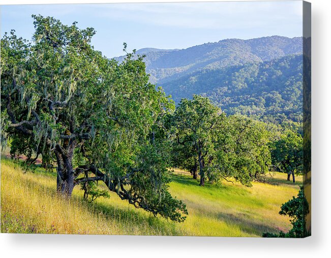 Hillside Acrylic Print featuring the photograph Hillside Oaks by Derek Dean