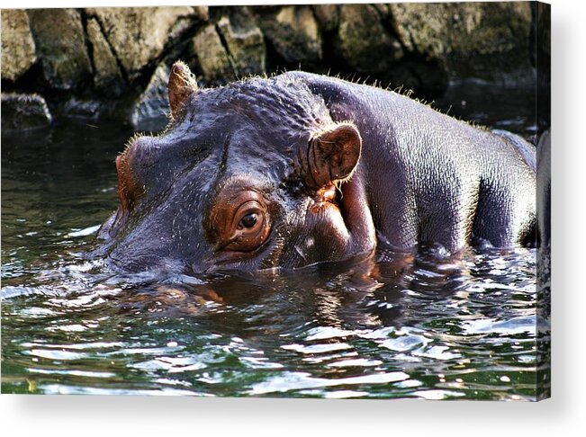 Hippo Acrylic Print featuring the photograph Hippo 3779_2 by Steven Ward