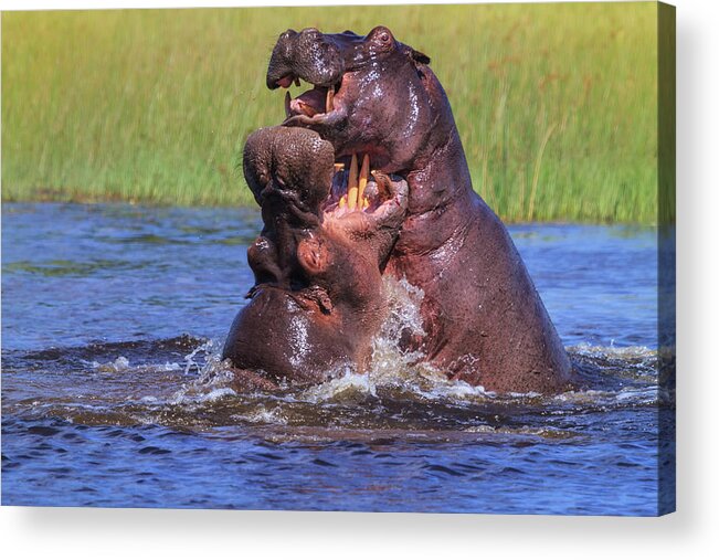 Africa Acrylic Print featuring the photograph Hippo by the Throat by Sylvia J Zarco