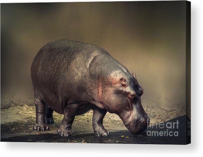 Wild Acrylic Print featuring the photograph Hippo by Charuhas Images