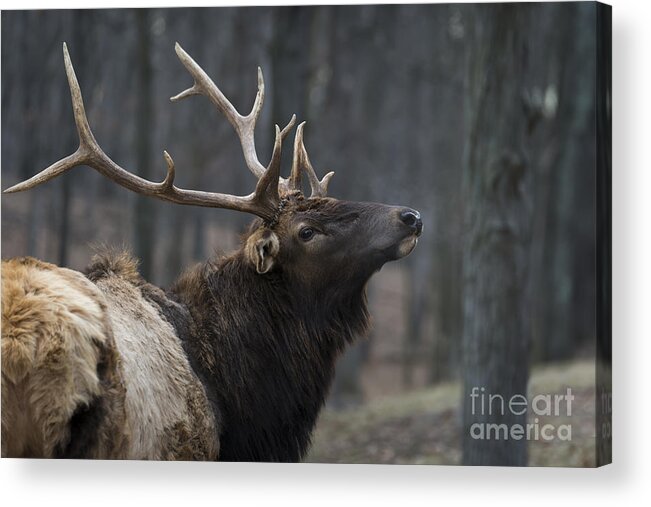 Bull Acrylic Print featuring the photograph His Majesty by Andrea Silies