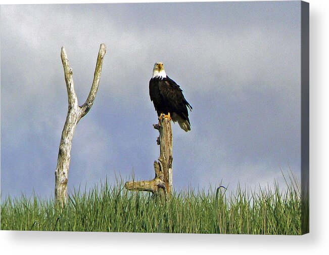Nature Acrylic Print featuring the photograph His Majesty by Pamela Patch