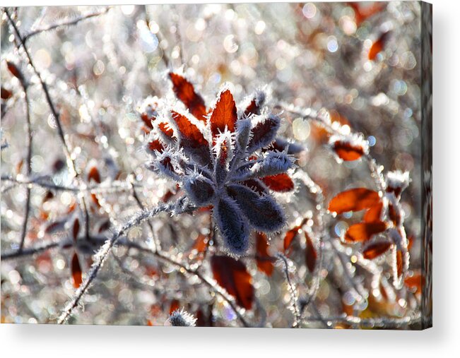 Frost Acrylic Print featuring the photograph Hoar Frost - Nature's Christmas Lights by Peggy Collins