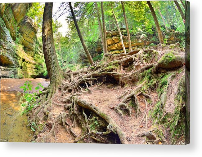 Hocking Hills Ohio Old Man's Gorge Trail Acrylic Print featuring the photograph Hocking Hills Ohio Old Man's Gorge Trail by Lisa Wooten