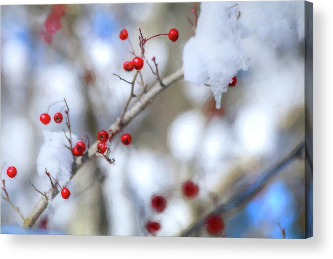 Holly Berry Acrylic Print featuring the photograph Holly Berries In Snow by Carol Montoya
