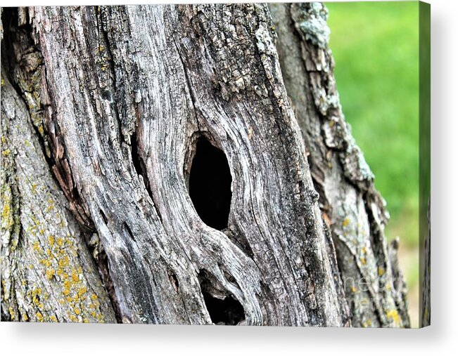 Tree Acrylic Print featuring the photograph Home in the Tree by Carol Riddle