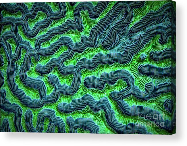 Green Brain Coral Acrylic Print featuring the photograph Honduran Brain Coral by Doug Sturgess