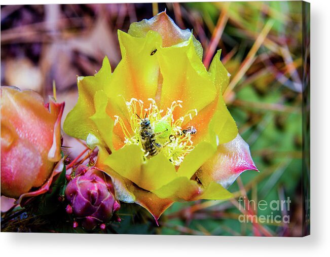 Prickly Acrylic Print featuring the photograph Honeybee at Work by James Jones