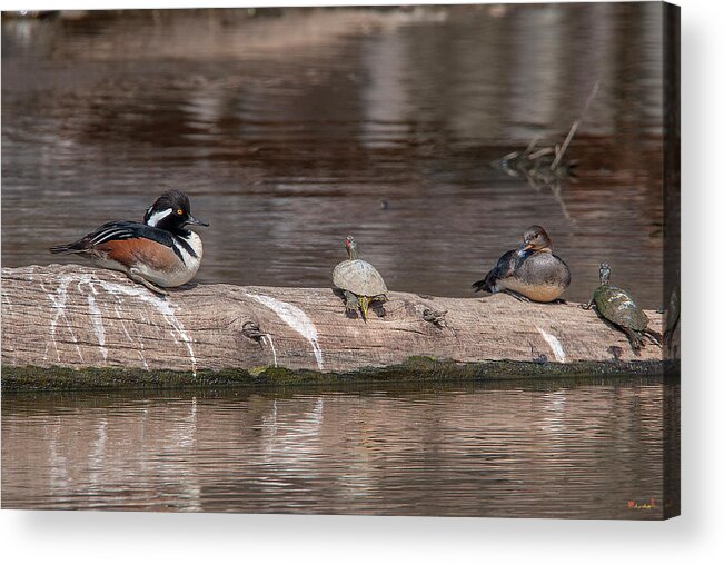 Nature Acrylic Print featuring the photograph Hooded Merganser Pair Resting DWF0174 by Gerry Gantt