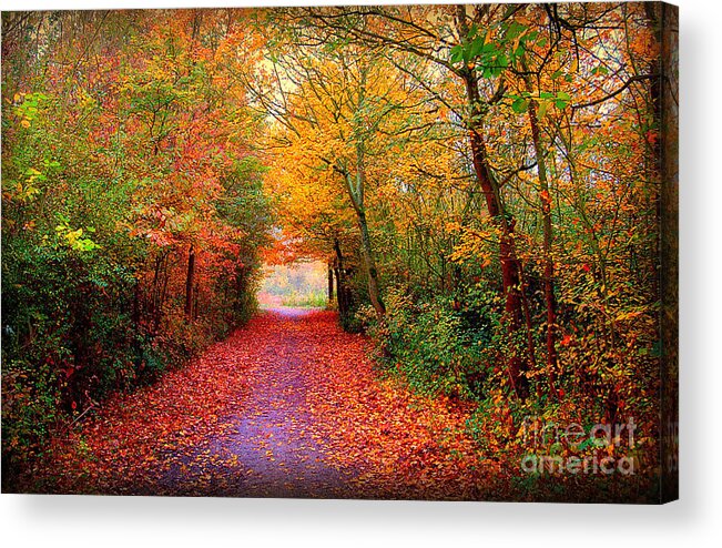 Autumn Acrylic Print featuring the photograph Hope by Jacky Gerritsen