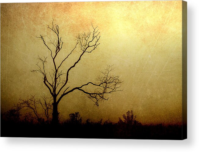 Tree Acrylic Print featuring the photograph Alone With My Thoughts by Mike Eingle