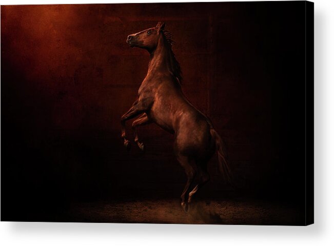 Horse Acrylic Print featuring the photograph Hope by Ryan Courson