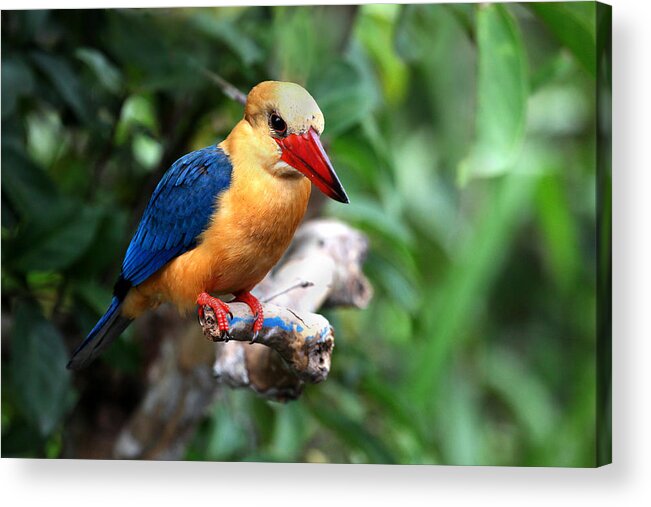  Acrylic Print featuring the photograph Stork-billed Kingfisher by Darcy Dietrich