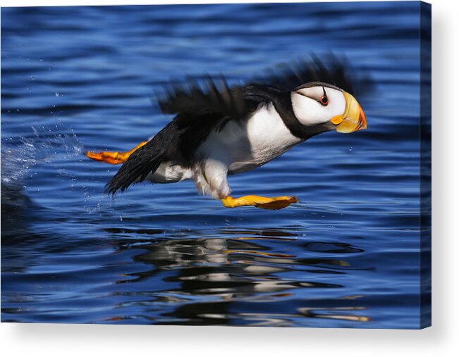 Southwest Alaska Acrylic Print featuring the photograph Horned Puffin Fratercula Corniculata by Marion Owen