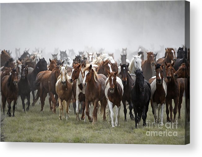 Horses Acrylic Print featuring the photograph Horse Drive 5599 by Carien Schippers