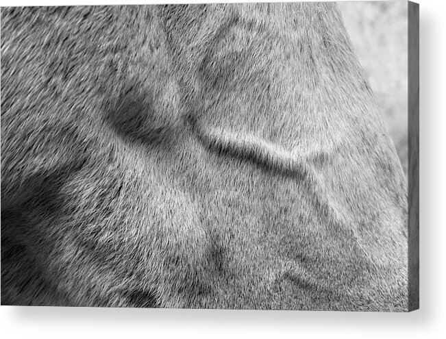 Photograph Acrylic Print featuring the photograph Horse Facial Muscle Study by Larah McElroy