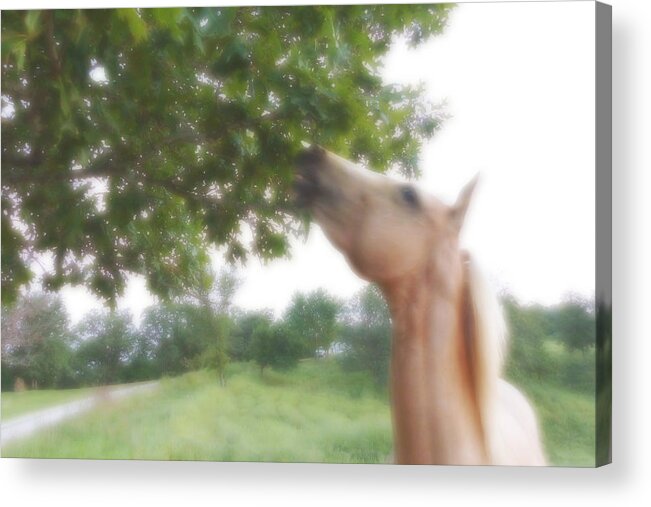 Horse Acrylic Print featuring the digital art Horse Grazes in a Tree by Jana Russon