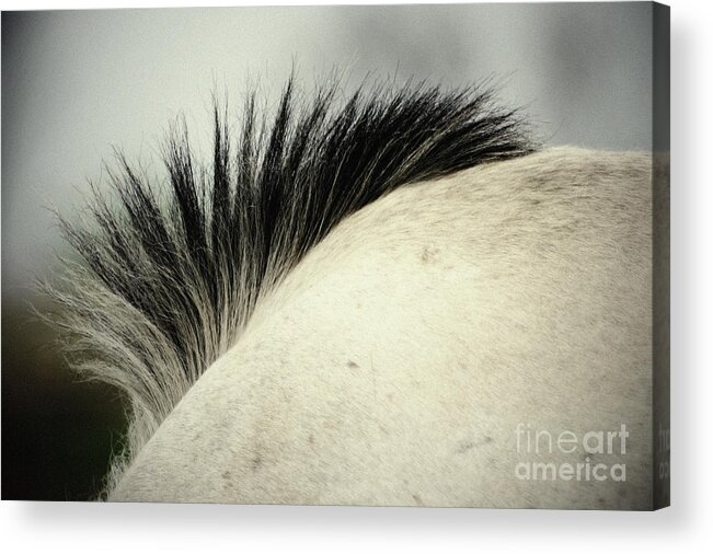 Horse Acrylic Print featuring the photograph Horse Mane by Dimitar Hristov