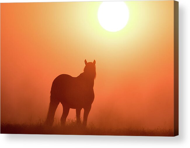 Silhouette Acrylic Print featuring the photograph Horse Silhouette by Wesley Aston