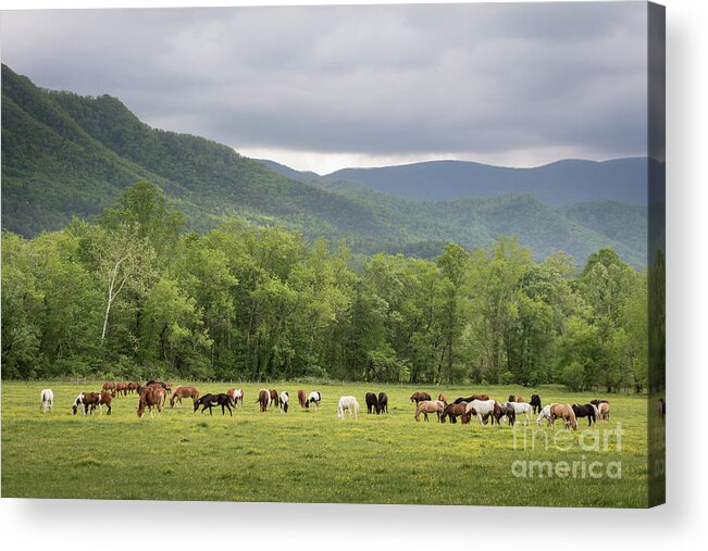 Horses Acrylic Print featuring the photograph Horses Abound by Andrea Silies