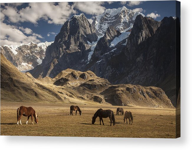 00498204 Acrylic Print featuring the photograph Horses Grazing Under Siula Grande by Colin Monteath