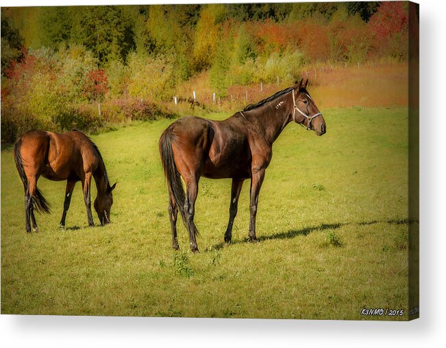 Horses Acrylic Print featuring the photograph Horses in Mabou by Ken Morris