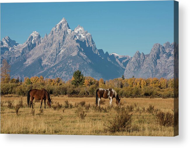 Horse Acrylic Print featuring the photograph Horses of the Tetons by Jody Partin