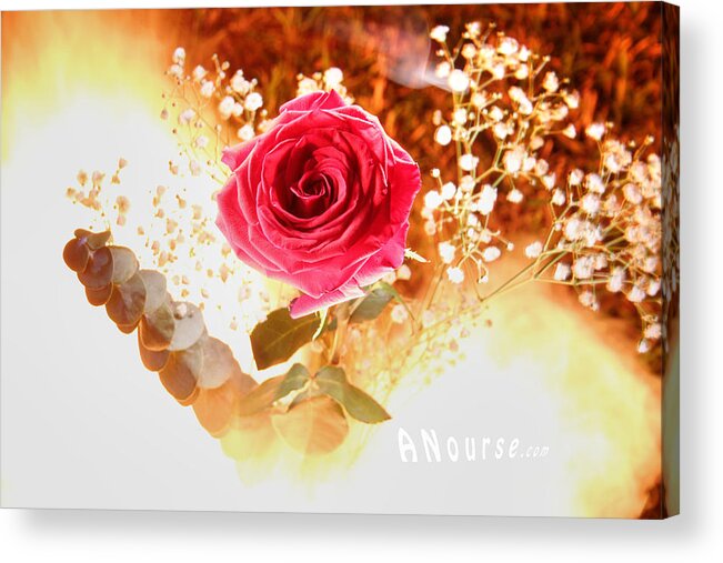Rose Acrylic Print featuring the photograph Hot Beauty by Andrew Nourse