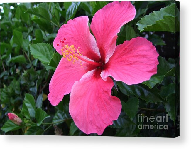 Pink Acrylic Print featuring the photograph Hot Pink Hibiscus 1 by Mary Deal