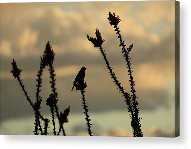 House Acrylic Print featuring the photograph House Finch by David Diaz
