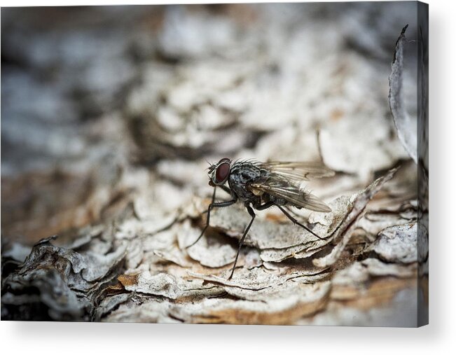 Fly Acrylic Print featuring the photograph House Fly by Chevy Fleet