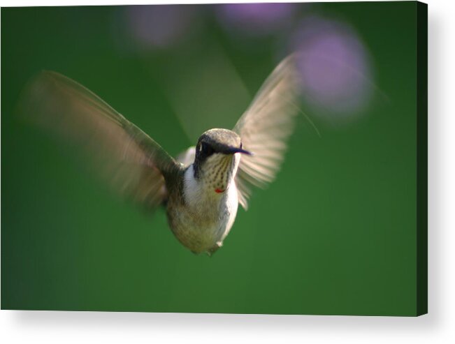 Hummingbird Acrylic Print featuring the photograph Hovering Hummingbird by Robert E Alter Reflections of Infinity