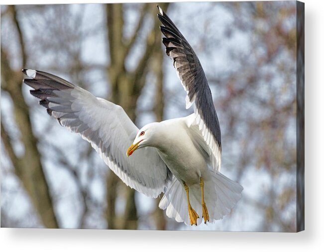 Gull Acrylic Print featuring the photograph Hovering Seagull by Nadia Sanowar