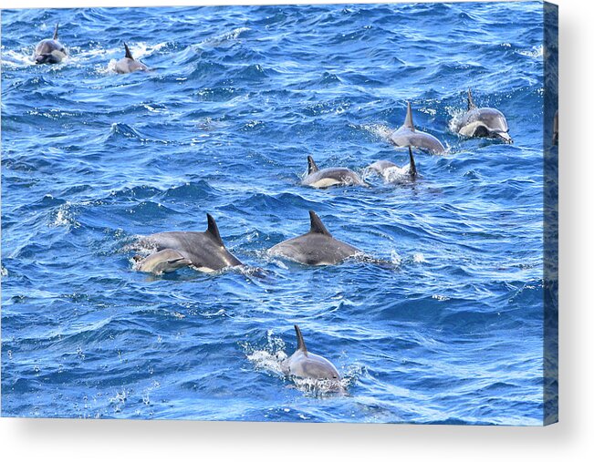 Dolphin Acrylic Print featuring the photograph How Many by Shoal Hollingsworth