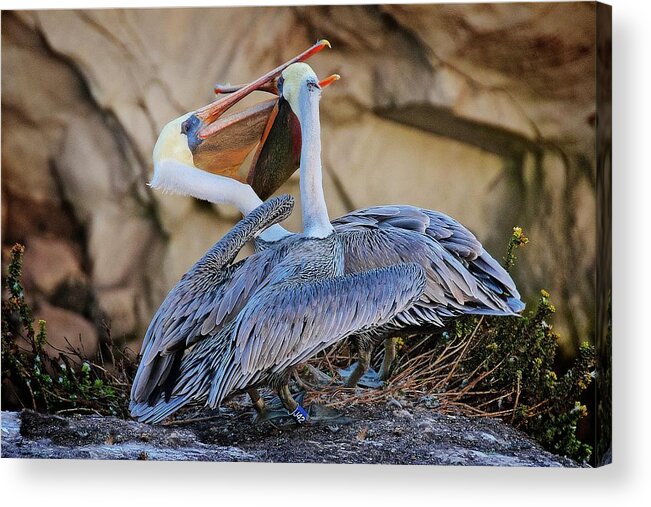 Nature Acrylic Print featuring the photograph How Pelicans Kiss, California Brown Pelicans by Zayne Diamond