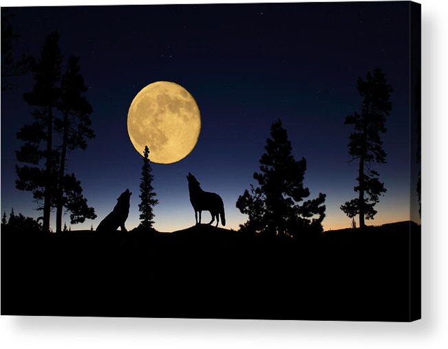 Carnivore Acrylic Print featuring the photograph Howling at the Moon by Shane Bechler
