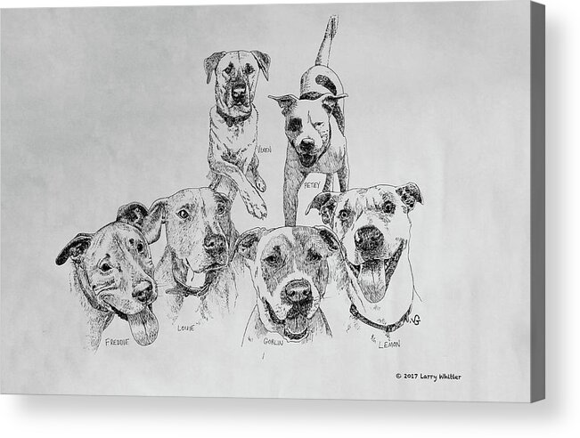 Dogs Acrylic Print featuring the drawing Humane Society Gang by Larry Whitler