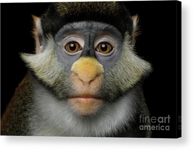 Humanity Acrylic Print featuring the photograph Humanity portrait of Red-tailed Monkey by Sergey Taran