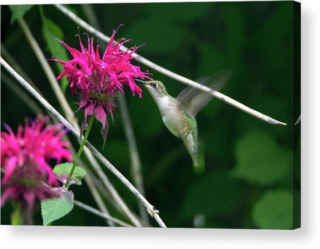 Bird Acrylic Print featuring the photograph Humming Bird 19 by David Stasiak