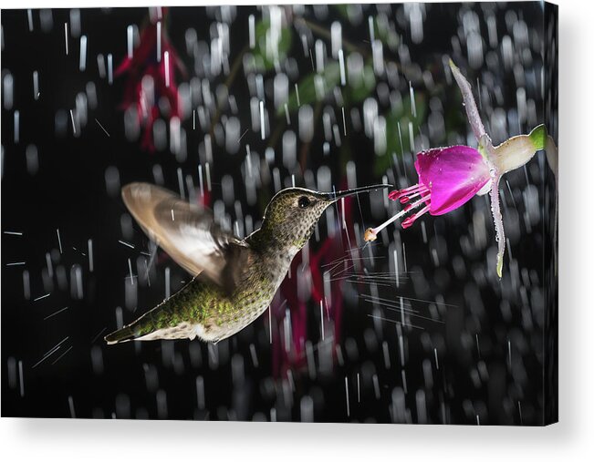 Action Acrylic Print featuring the photograph Hummingbird hovering in rain with splash by William Lee