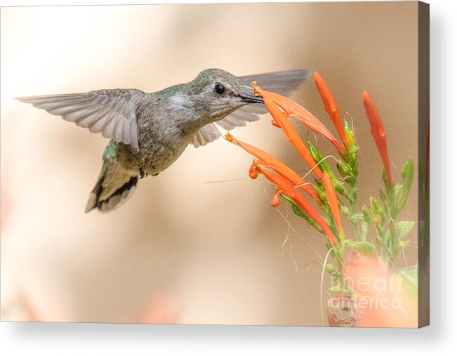 Chuparosa Acrylic Print featuring the photograph Hummingbird in Chuparosa by Lisa Manifold