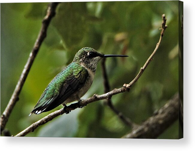 Nature Acrylic Print featuring the photograph Hummingbird on Branch by Sheila Brown