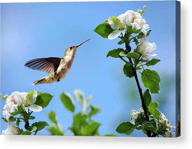 Birds Acrylic Print featuring the photograph Hummingbird Springtime by Christina Rollo