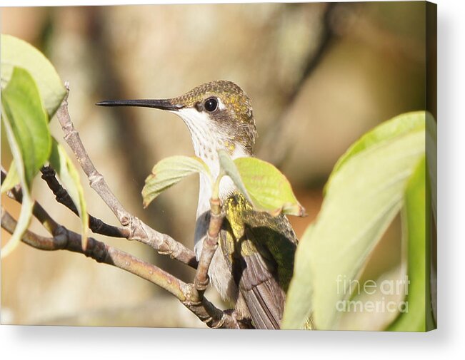 Hummingbird Acrylic Print featuring the photograph Hummingbird Watching the Watcher by Robert E Alter Reflections of Infinity