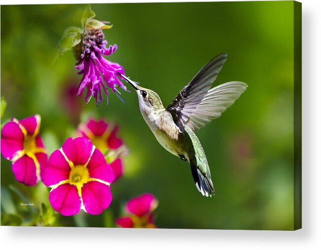 Hummingbird Acrylic Print featuring the photograph Hummingbird with Flower by Christina Rollo